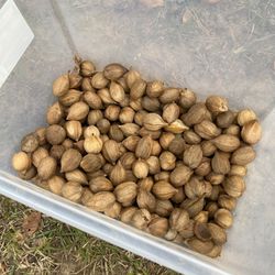 Hickory Nuts And Hulls $10 a Pound 