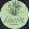 Agave Plants