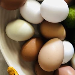 Free Range Eggs