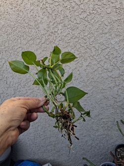 Rooted Pothos Cutting $7