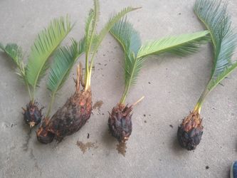 Sago Palm 