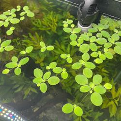 Mini Water Lettuce Aquarium Plant 