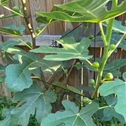 Fig Plants And Blackberry Plants for Sale 