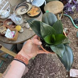 Sansevieria Jade Snake Plant 