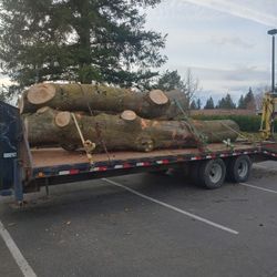 Pinon oak