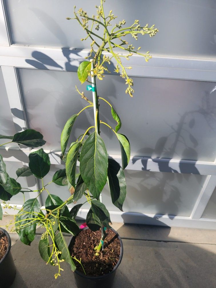 Carmen HASS AVOCADO TREE