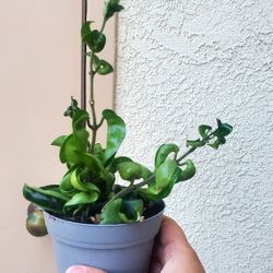 Hoya Hindu Rope