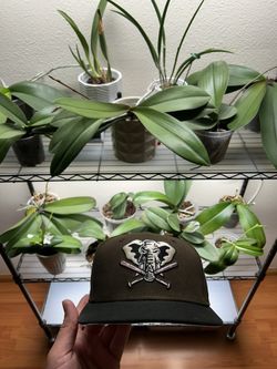 Oakland Athletics 7 1/4 New Era Fitted Hat