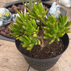 Succulent Live Plant 🪴 