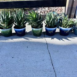 Mitre Aloe 