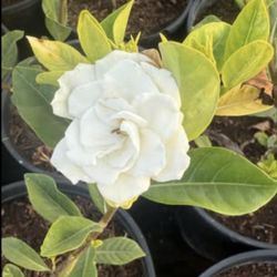 Gardenia Plans $25 Each Price Firm 