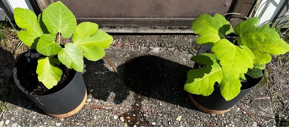 White Madeira #1 and RLBV Figs