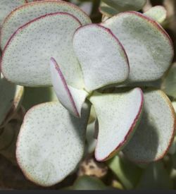 Big Succulent Silver Dollar Jade Plant