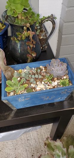 Succulent garden