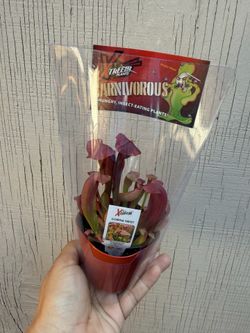 3” pitcher plant cobra nest
