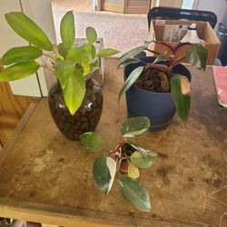 Philodendron Bundle Of 3