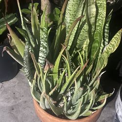 Planta De Sabila Y Snake Plant.