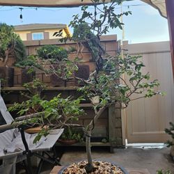 Bonsai and Pre-bonsai