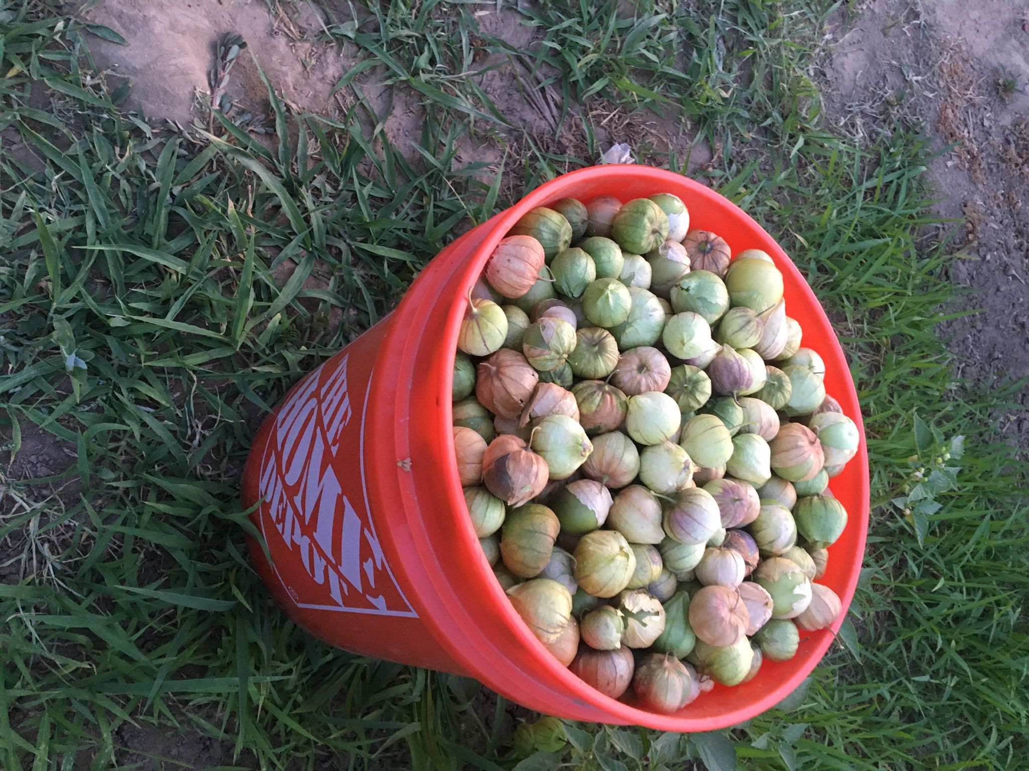Tomatillos Milpero Bien Sason