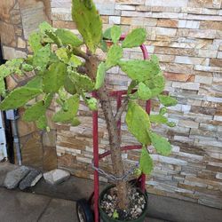 Large Size Cactus Plant 