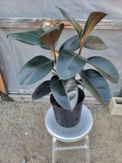 Rubber plant Burgundy 10" Nursery Pot