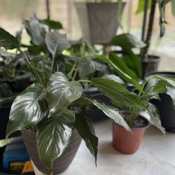 Plant Sale!