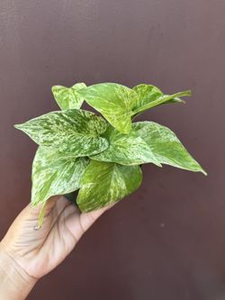 Pothos Marble Queen In 4” Pothos 
