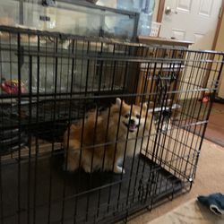 Medium Size Dog kennel