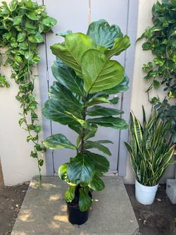 Ficus Lyrata Fiddle Leaf Fig Tree House Plant 10” Pot