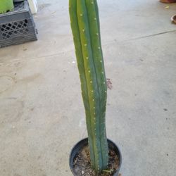 Sampedro Cactu Plant Over 2ft Tall