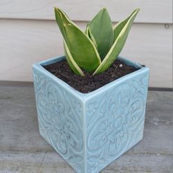 Snake Plant 🪴 