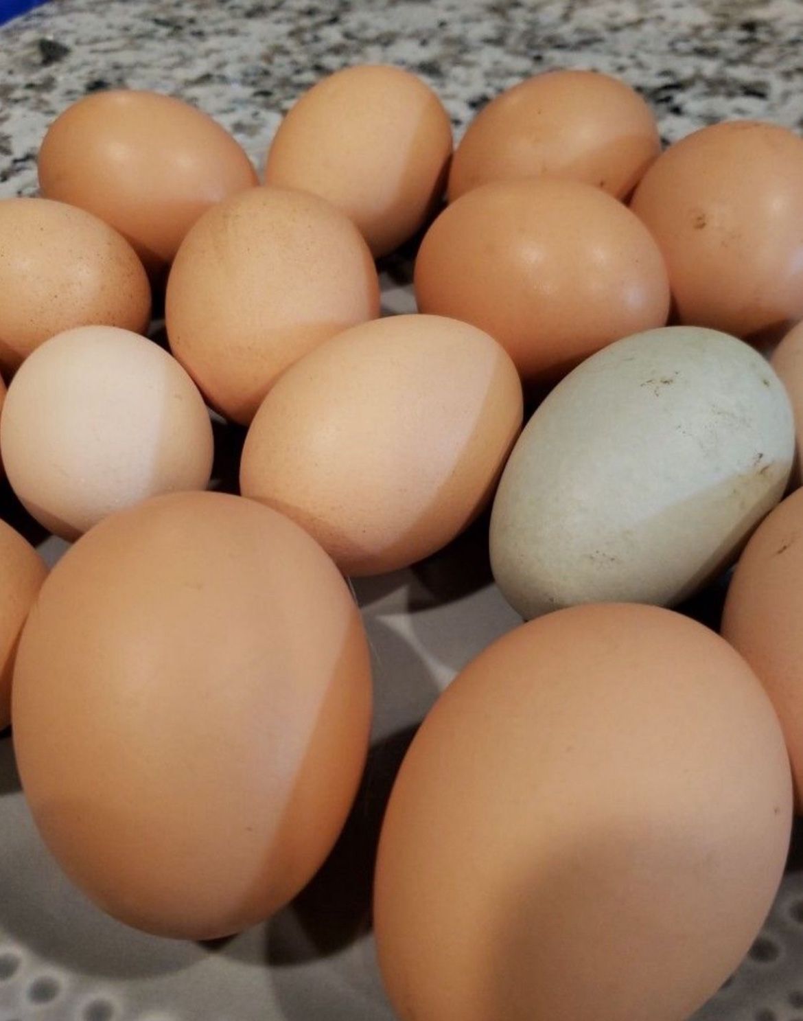 Dozen Eggs