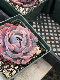 Echeveria Beyoncé In 5” $25 Each 