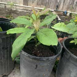 Avocado Plant