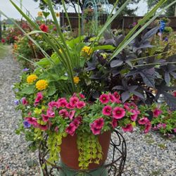 Plants, Hanging Baskets, Roses