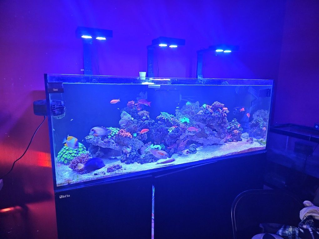 Fish Tank