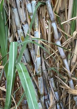 Sugar Cane plant )plantas de caña de azúcar