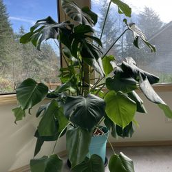 Monstera deliciosa houseplant