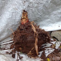 Cold Hardy Banana Tree Plant Mother Plant Grows Bananas (pls Read Description Below)