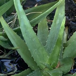 Aloe Vera Plant