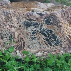 30 POUND PETRIFIED WOOD 