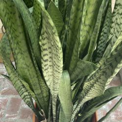 Large healthy snake plants