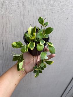 4” hoya heusckeliana albo (outer variegated)