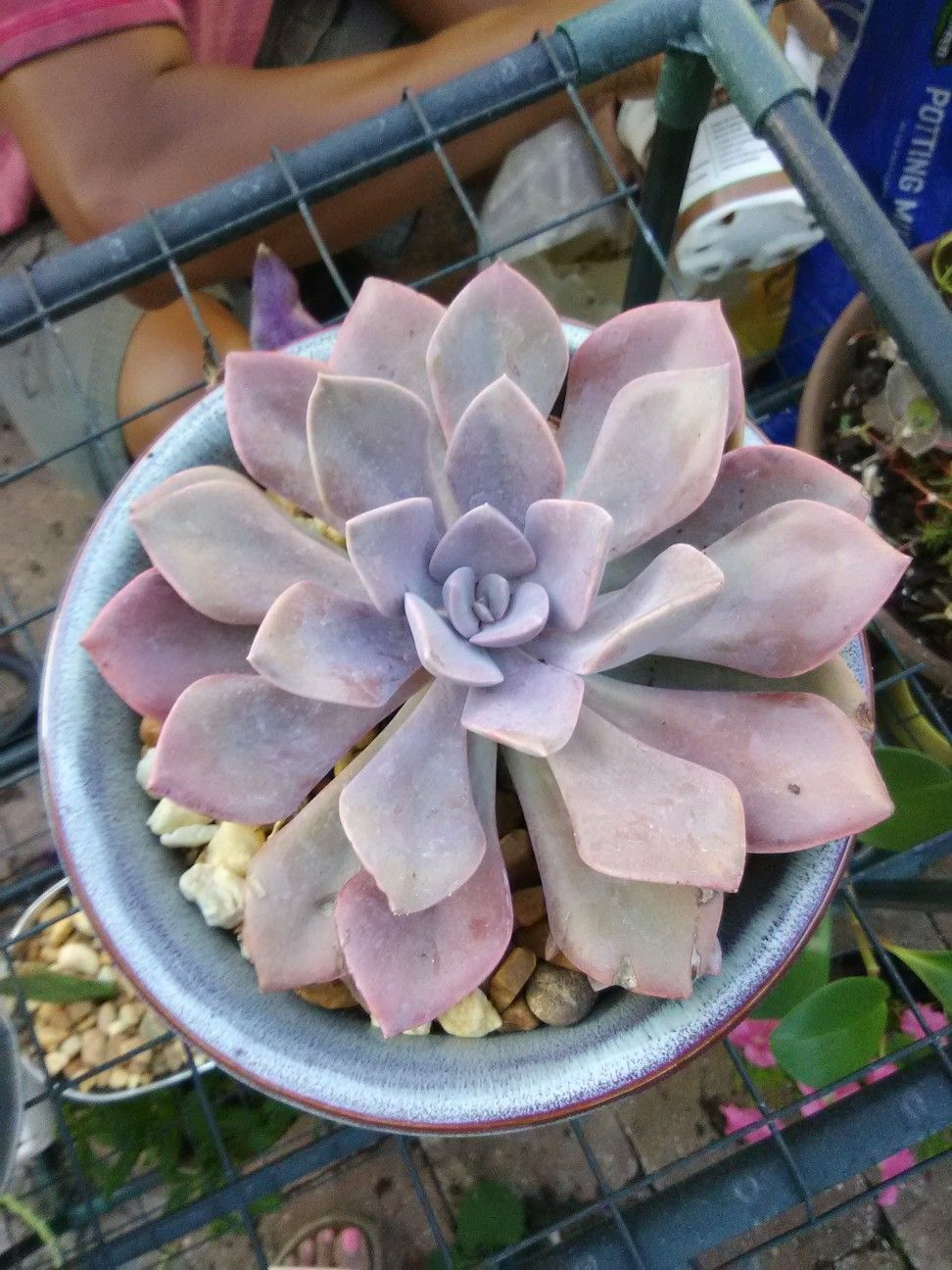 "Little Jewel" Succulent