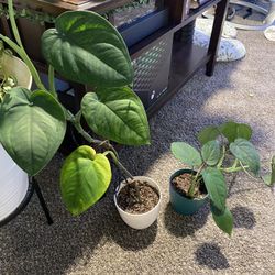 Syngonium Chiapense