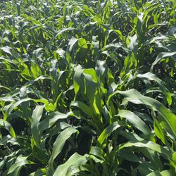 Hojas De Milpa $5 Y cebolla $7 El Manojo 