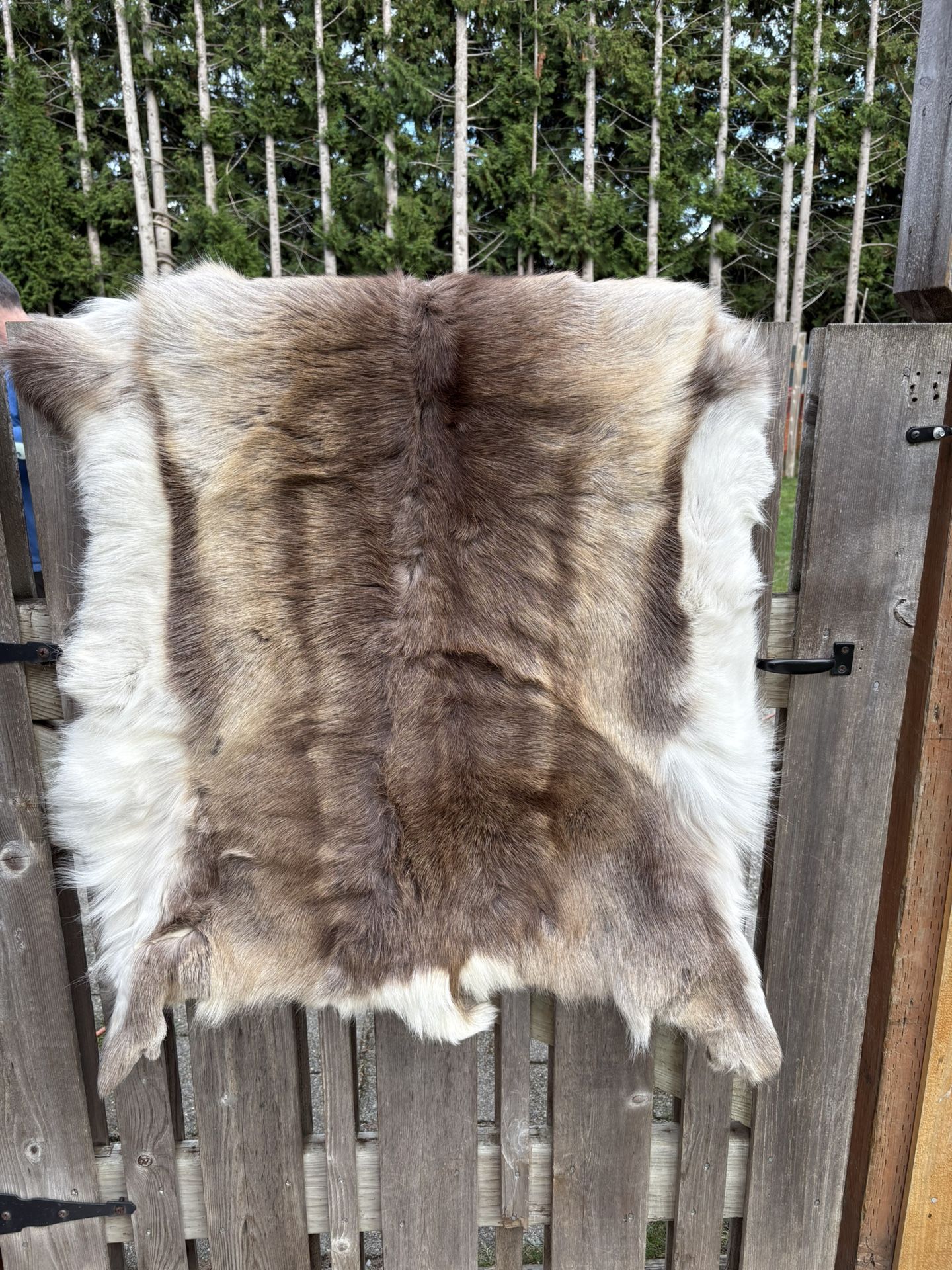 Deer Pelt