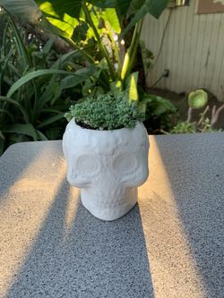 Plants