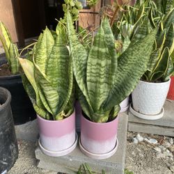 Smoke Plant Small 8 For Each 