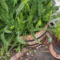 Giant Fern